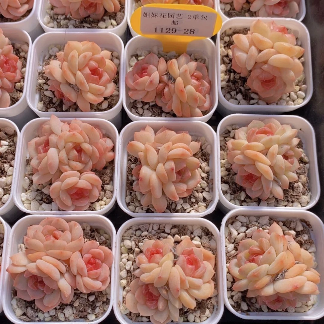 1129-28-精品琴心多头一个
