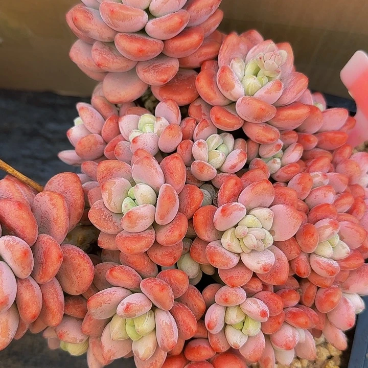 -****。哦哦哦哦哦哦哦哦哦哦哦