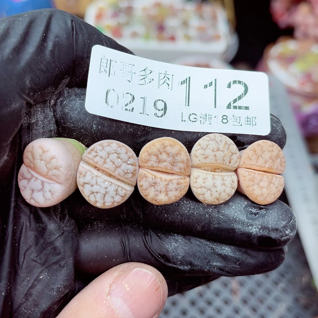 郎哥多肉生石花19-112