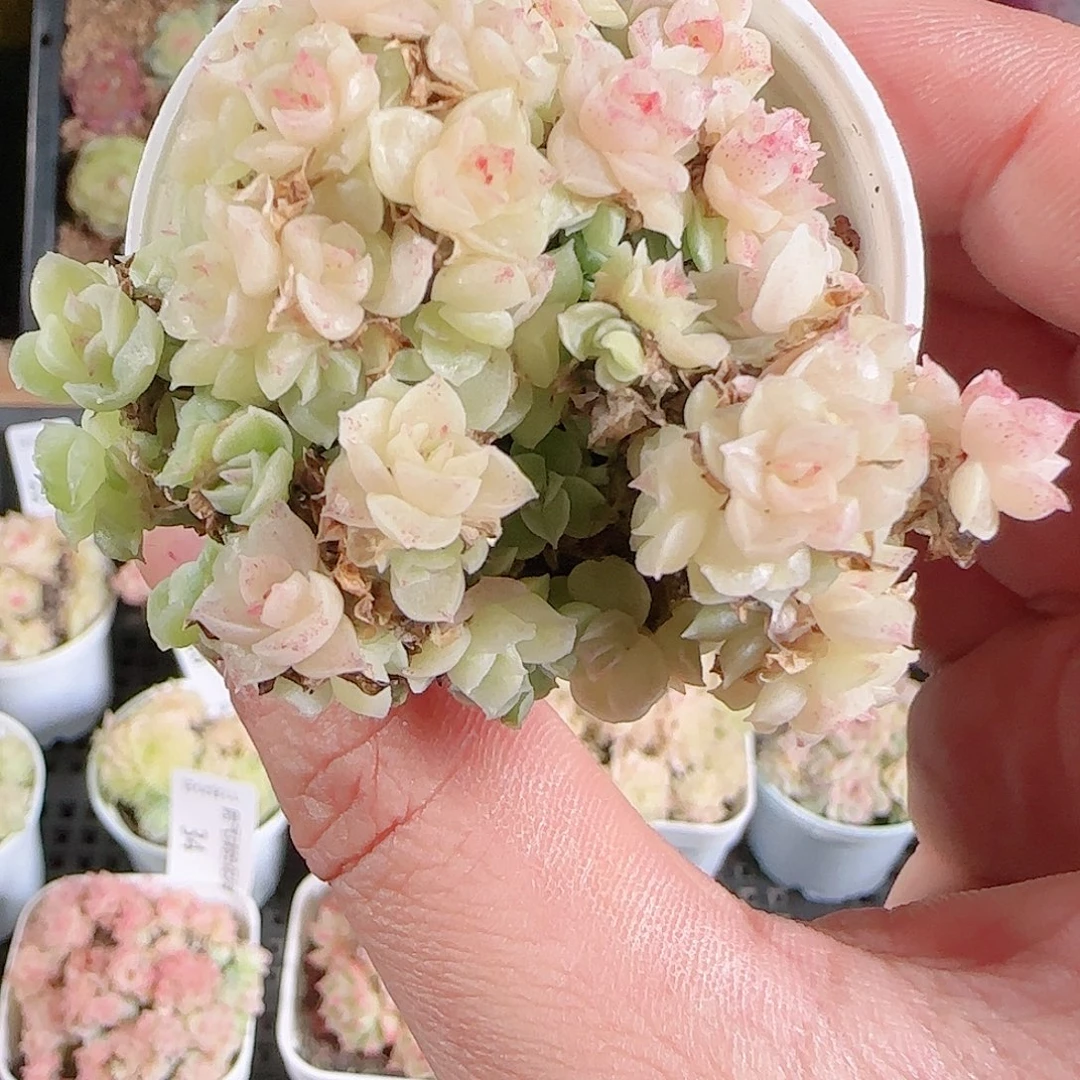 1125-36群生不包整