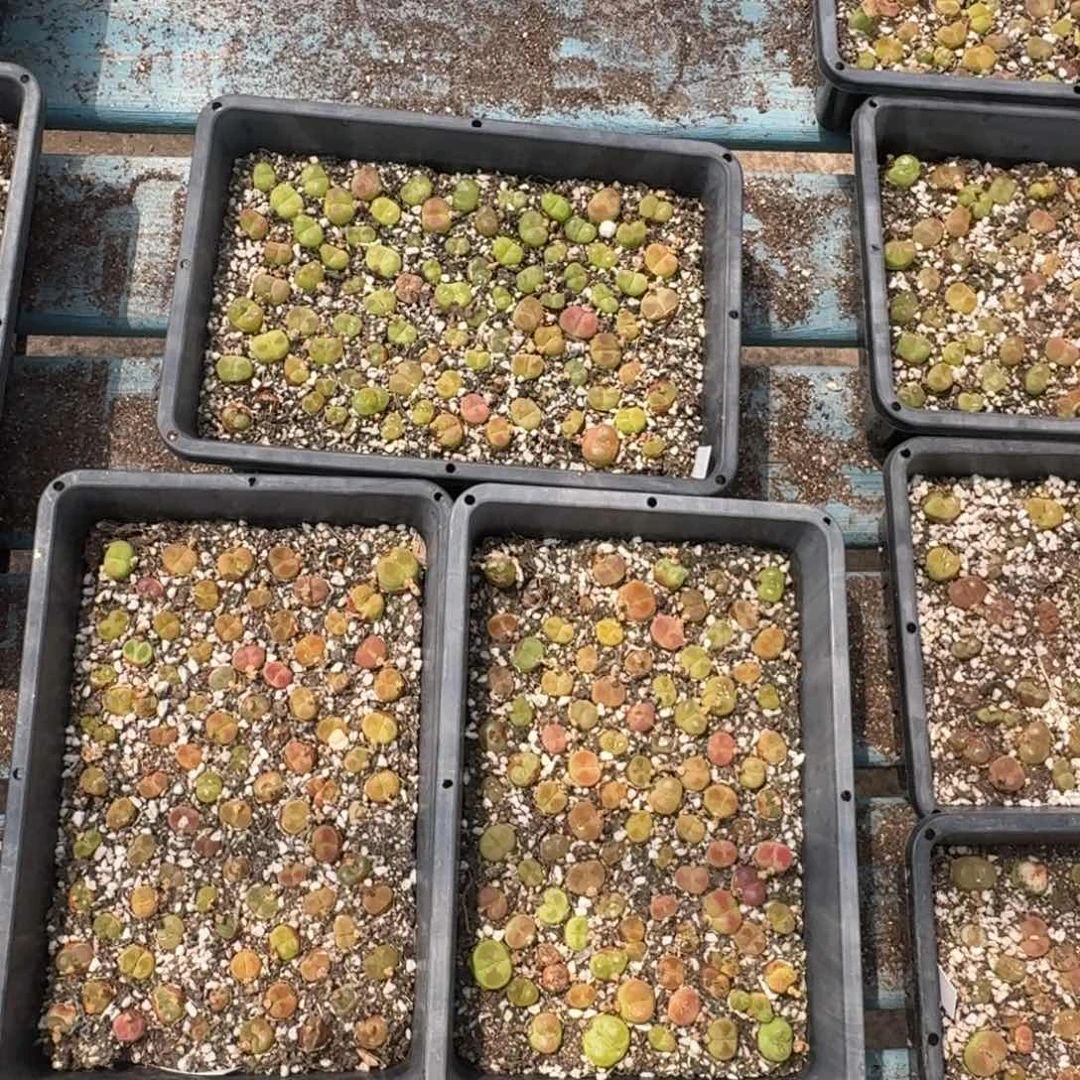 随机发一盆福利福利蟠桃