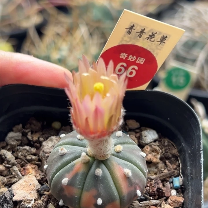 粉花兜锦一棵仙人球3688