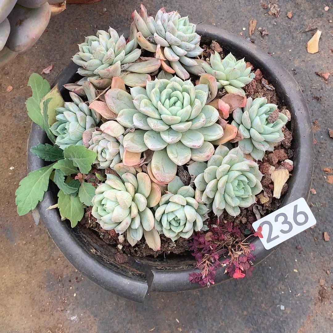 236 一物一拍多肉