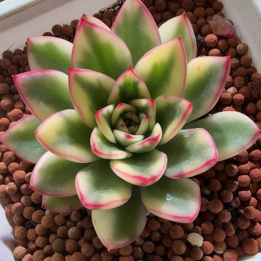 阿斯娜锦，多肉植物。