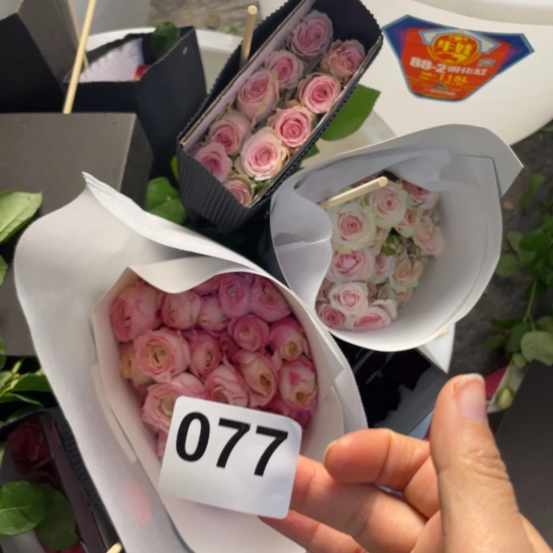 梅梅77号包邮发货！