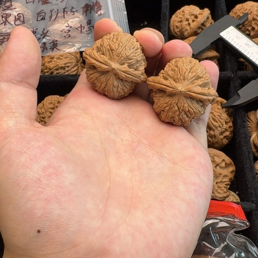 是***^全品白狮子37尺寸