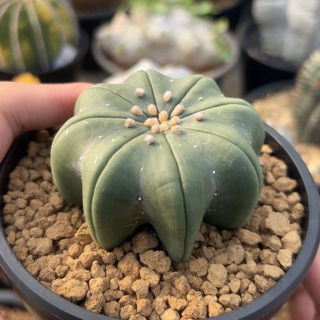 完全开放短毛海星ggggg