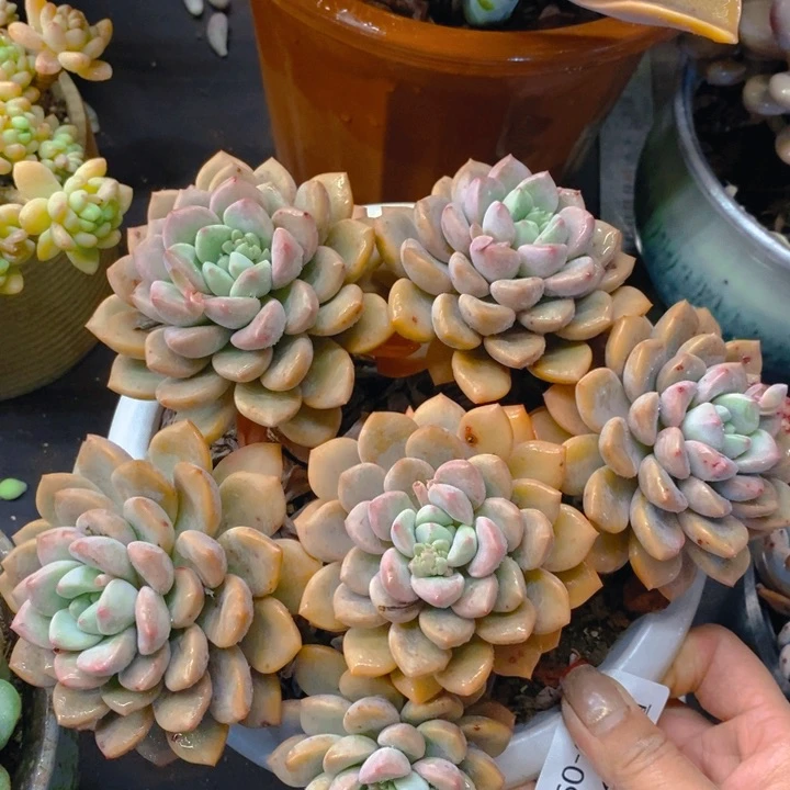 夏悅多肉0225-93白鹭