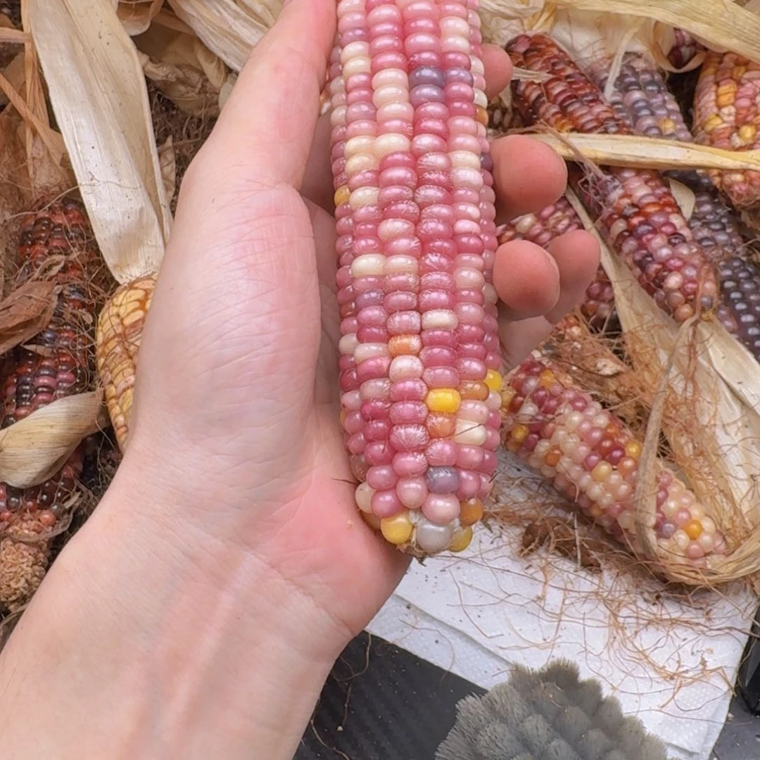 米***夏柏香籽/百香籽吊坠