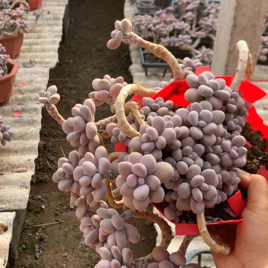 乐***乐桃蛋老桩不带盆40号