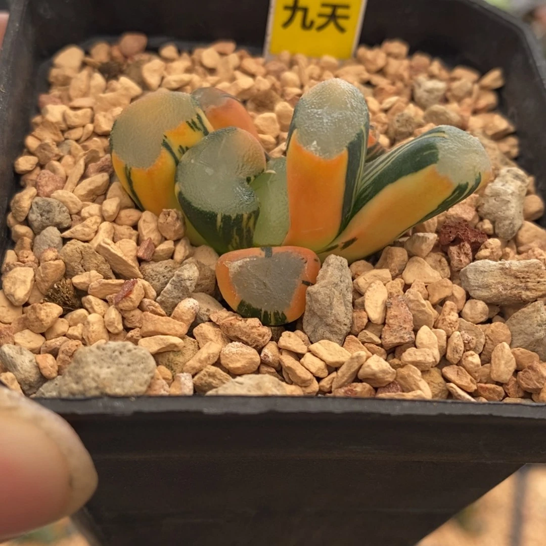 614号大明湖万象锦带盆