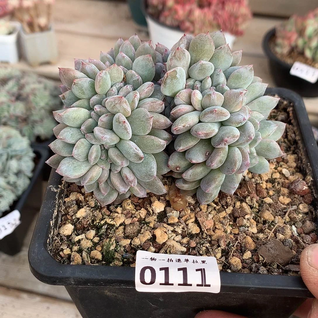 111石榴籽星影缀化一颗9厘米