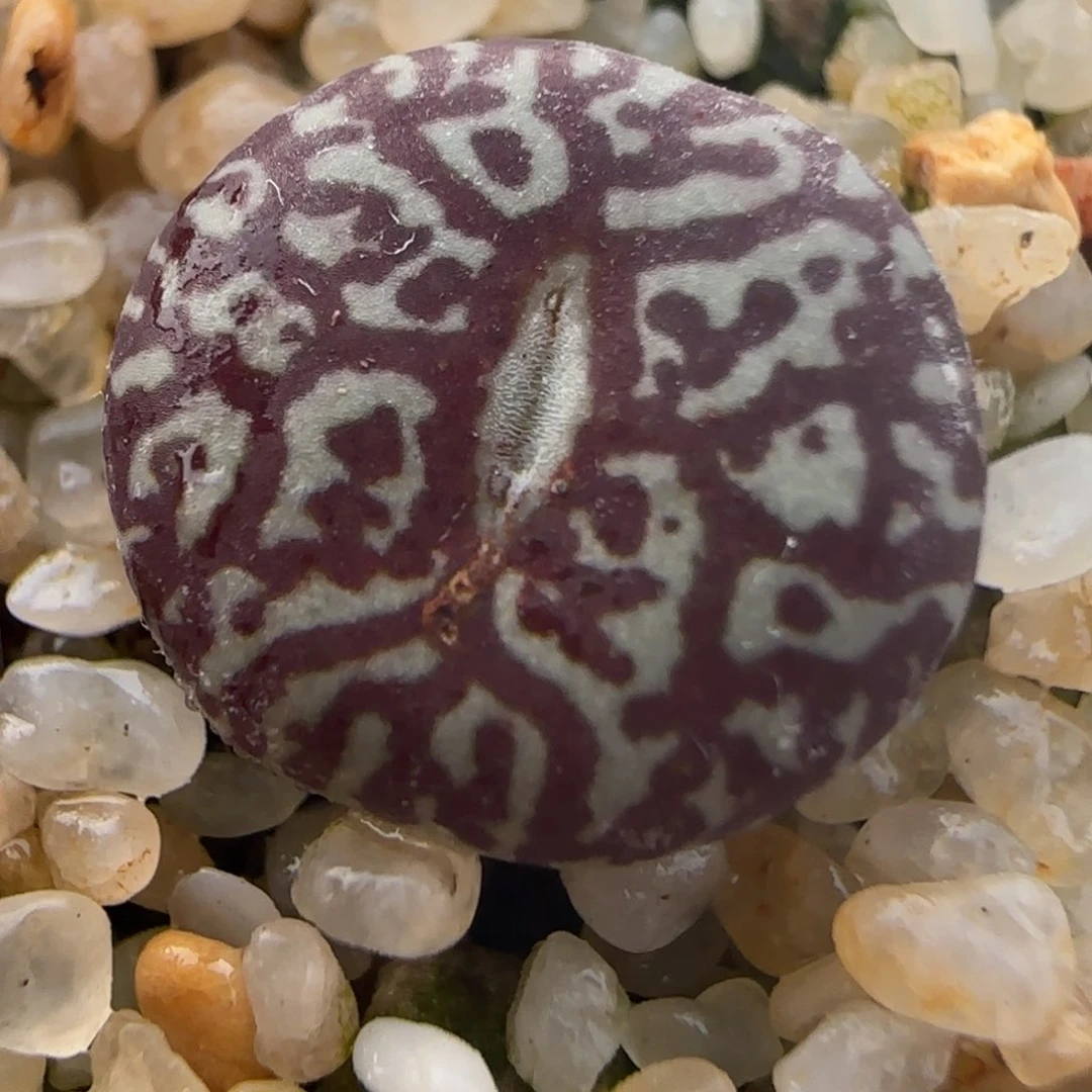 2.4号多肉超墨36号