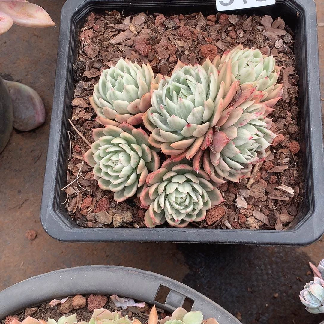 516 一物一拍多肉