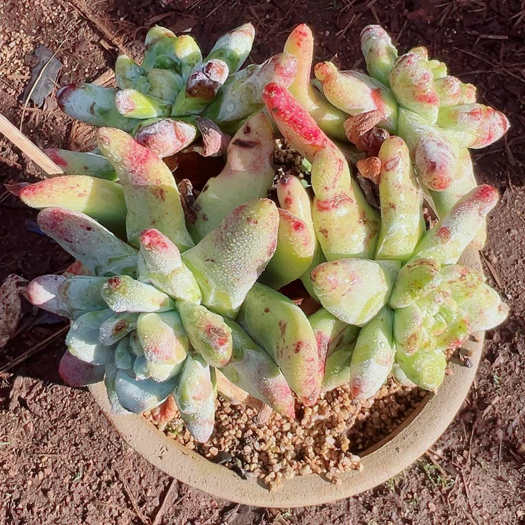 9407绿拇指仙女多肉