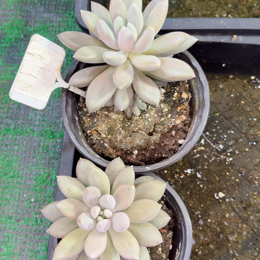 焦糖哥特萝莉888888888888888