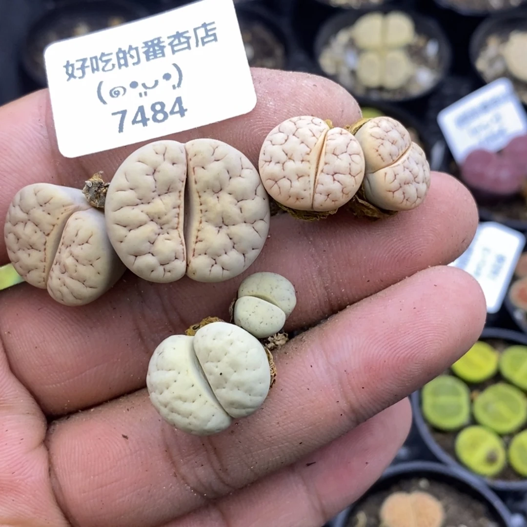 杠***精7484。18包邮.当天凑哦。新疆西藏88包邮