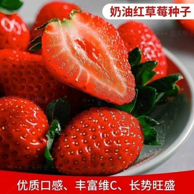 奶油红草莓种子新品四季奶油草莓种籽草莓阳台盆栽水果草莓种子