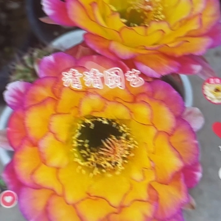 清清苏乞儿侧牙瑕疵黑点歪