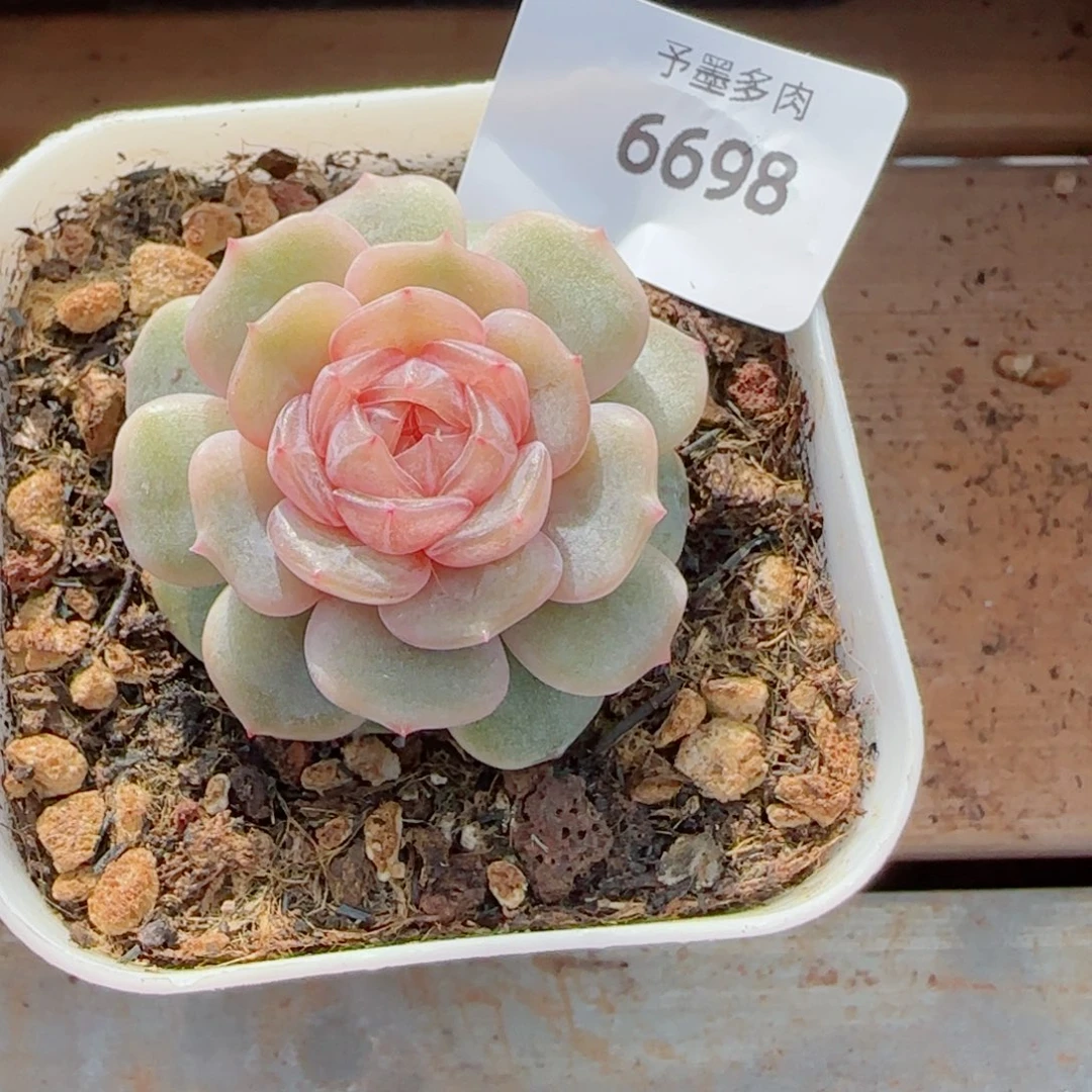 粉恋，6698多肉植物