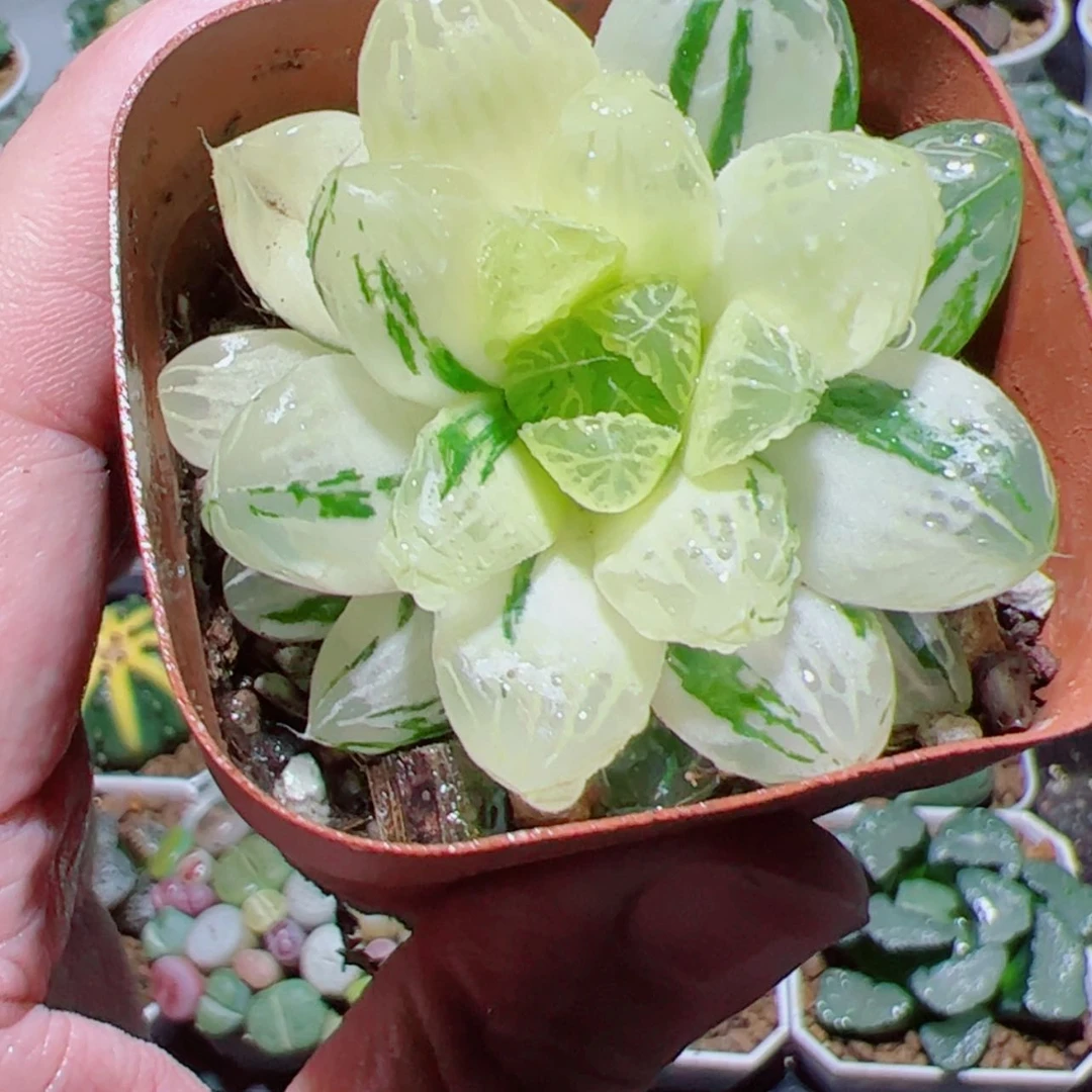 【闪购商品】苏州玉露锦