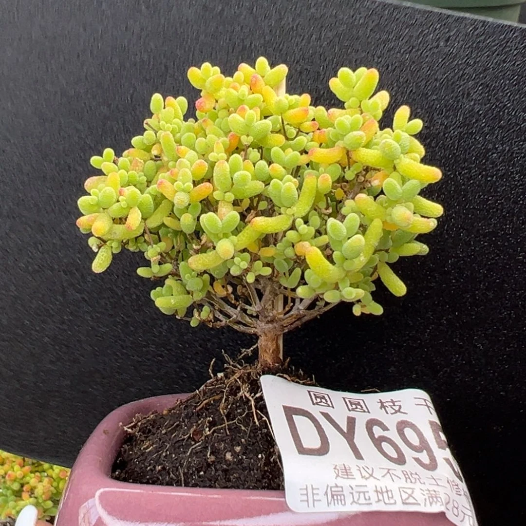 dy6952直杆蜜橘糖球冠幅5.5cm送盆