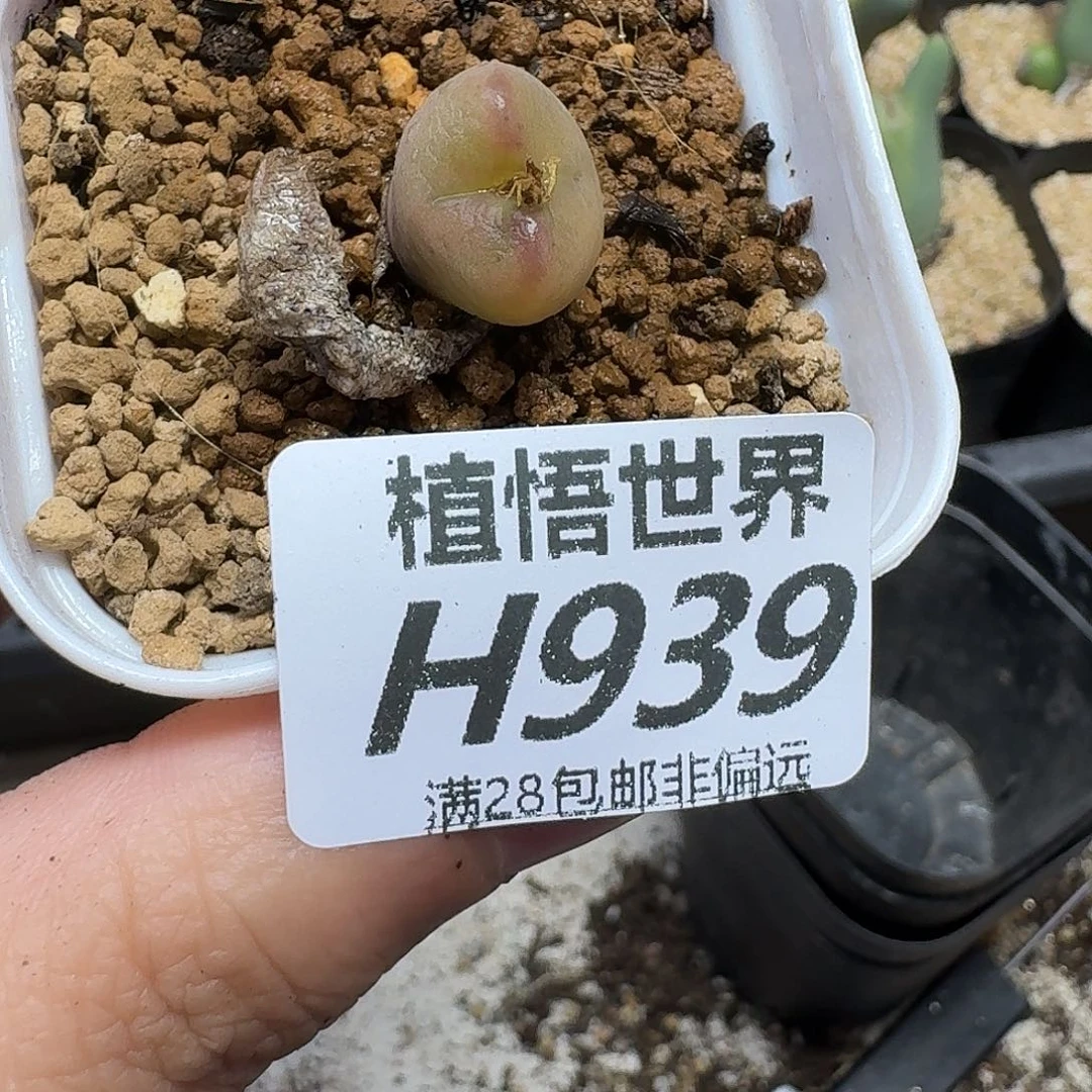 多肉植物的润泽tgb