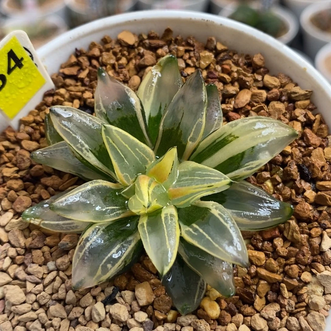 54西瓜变异一物一拍