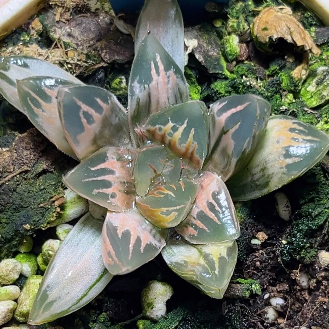 恭喜发财大吉大利0397