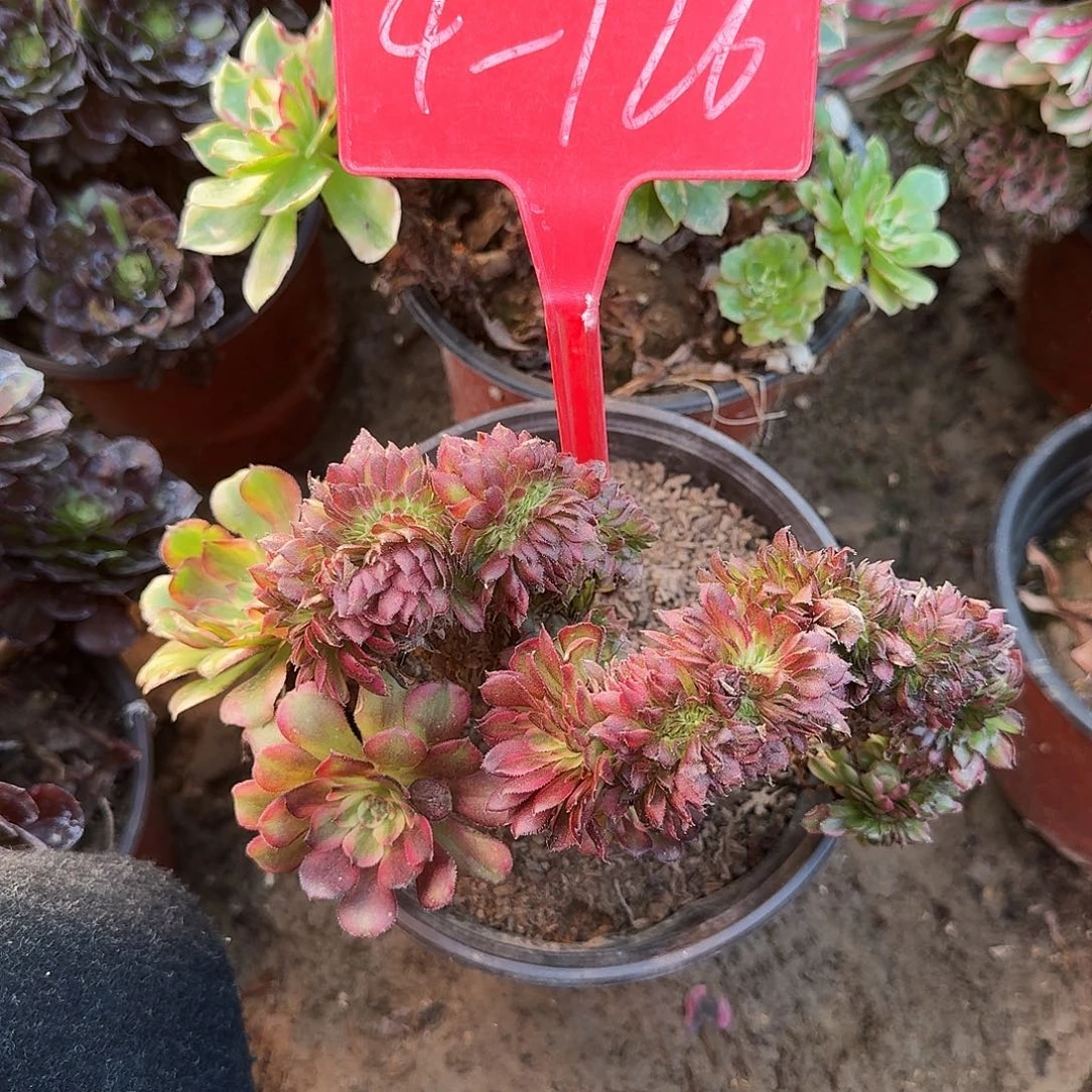 4-126舞天姬缀化多肉法师