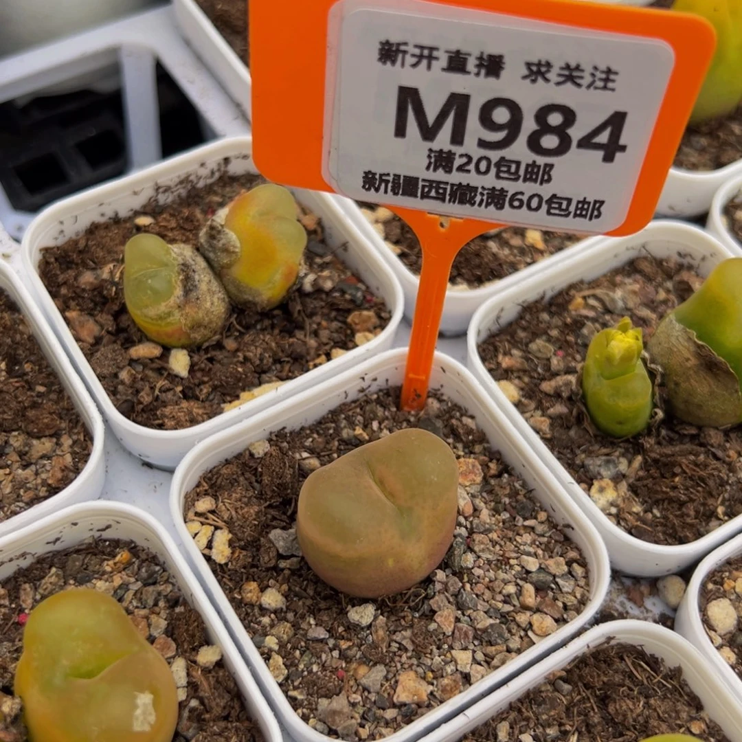 984 一物一拍，默认有伤，介意勿拍，不退不换