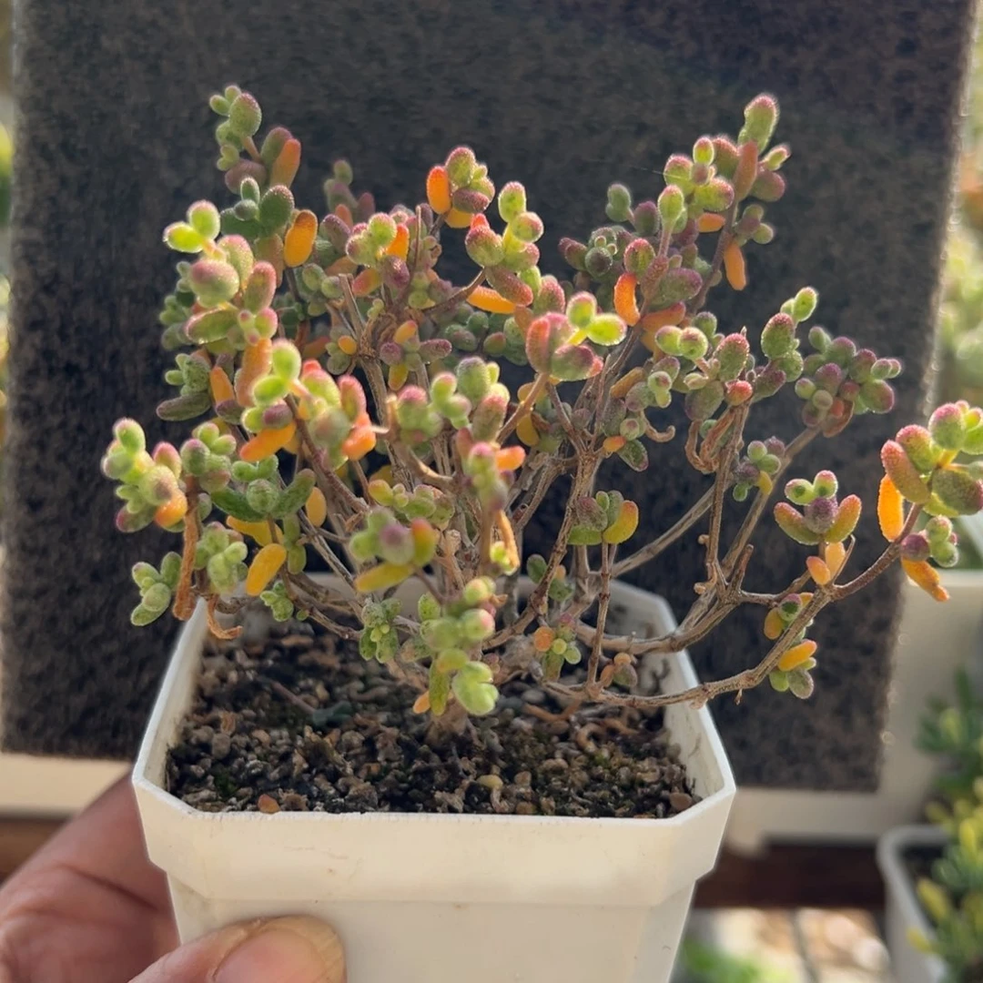 14-463糖球白糊斑锦老桩七方盆2年