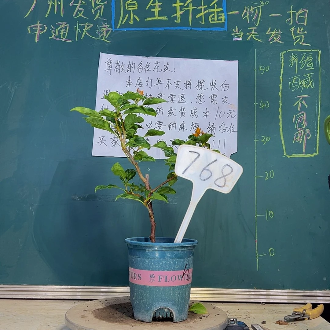 当前无花栽培后可以开花 蒙娜丽莎黄  768