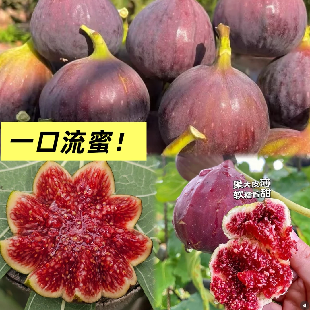 【一物一拍】带果无花果树苗带分枝南北方可种