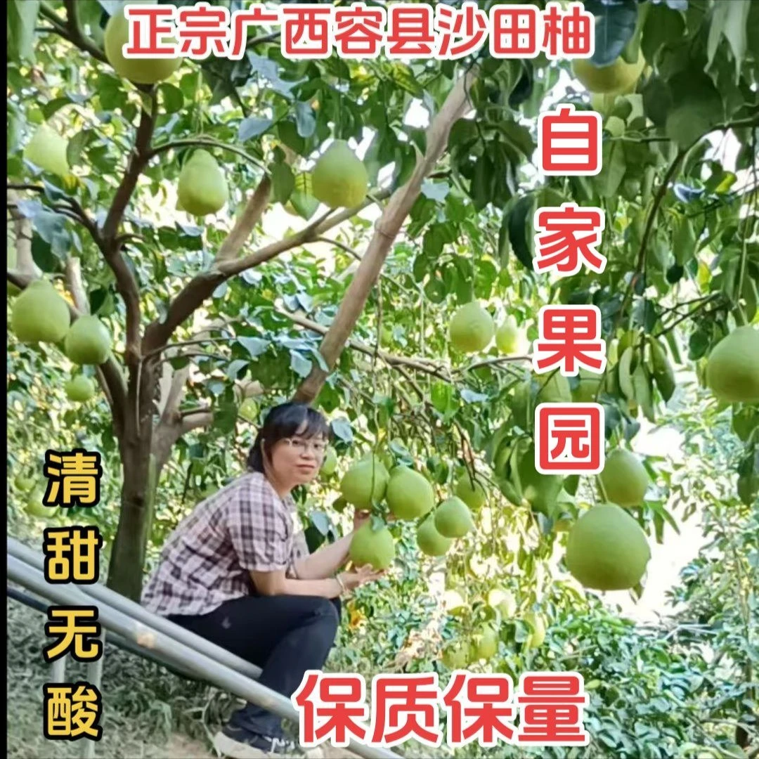 70斤袋装正宗广西容县沙田柚纯甜香嫩多汁入口无渣原产地发货