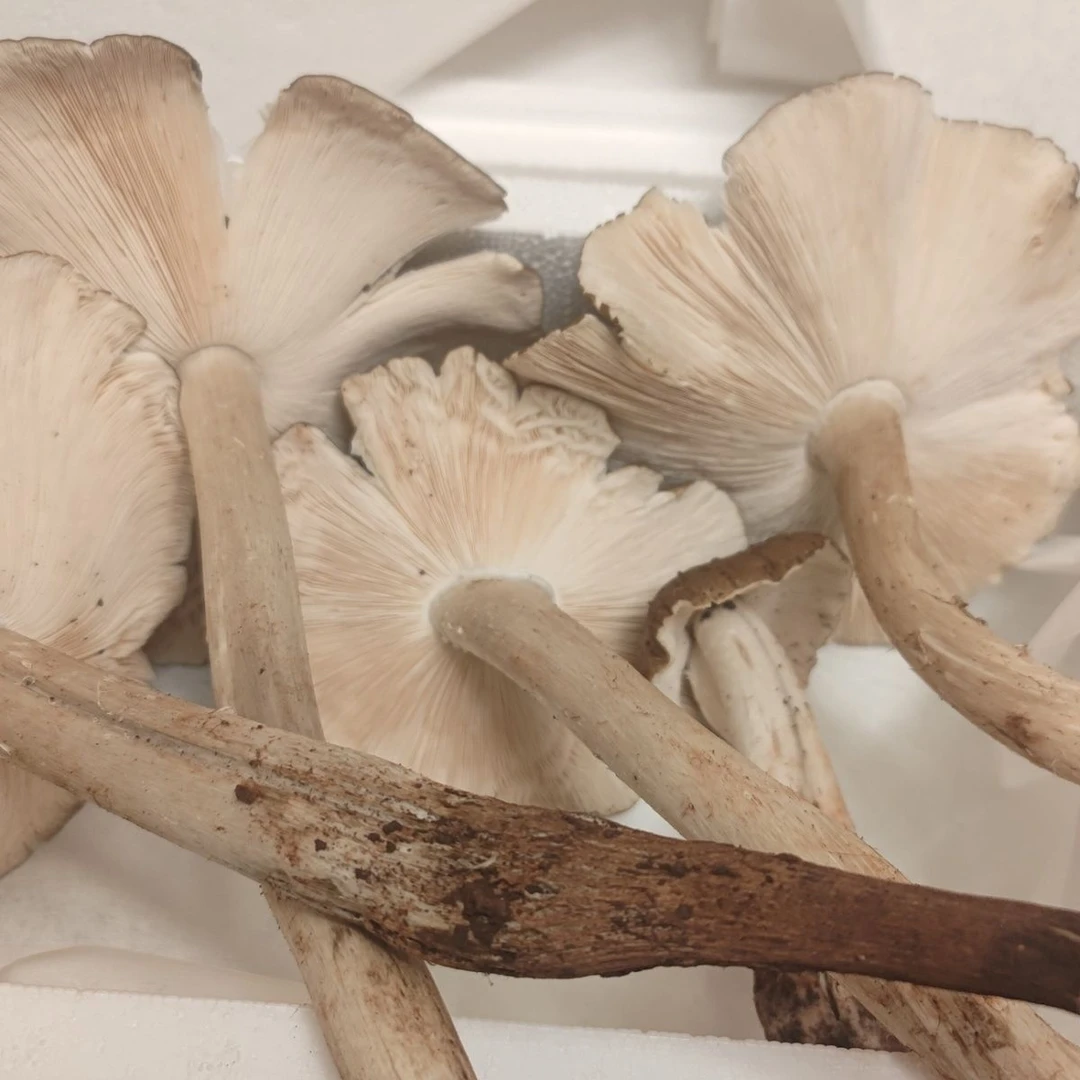 云南新鲜鸡枞菌野生空运包邮