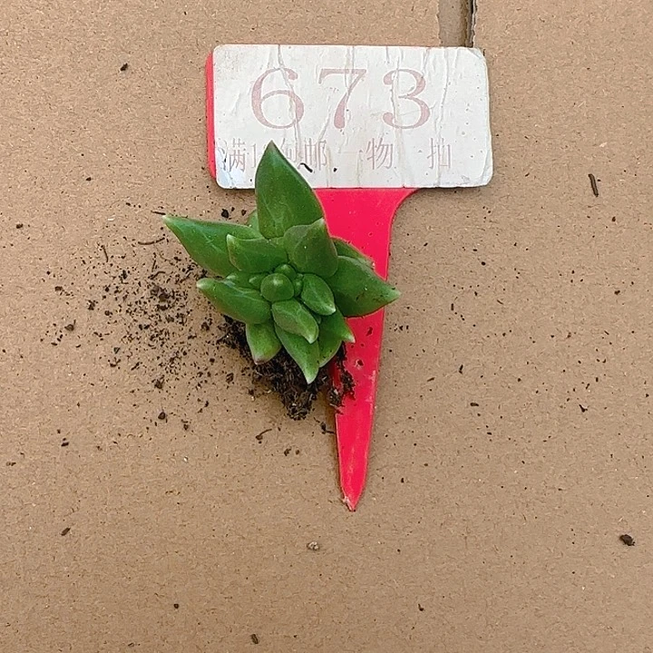 布丁缀化673多肉植物