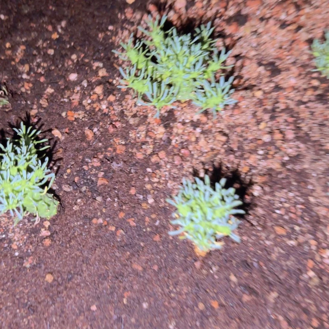十***时块根植物块根植物