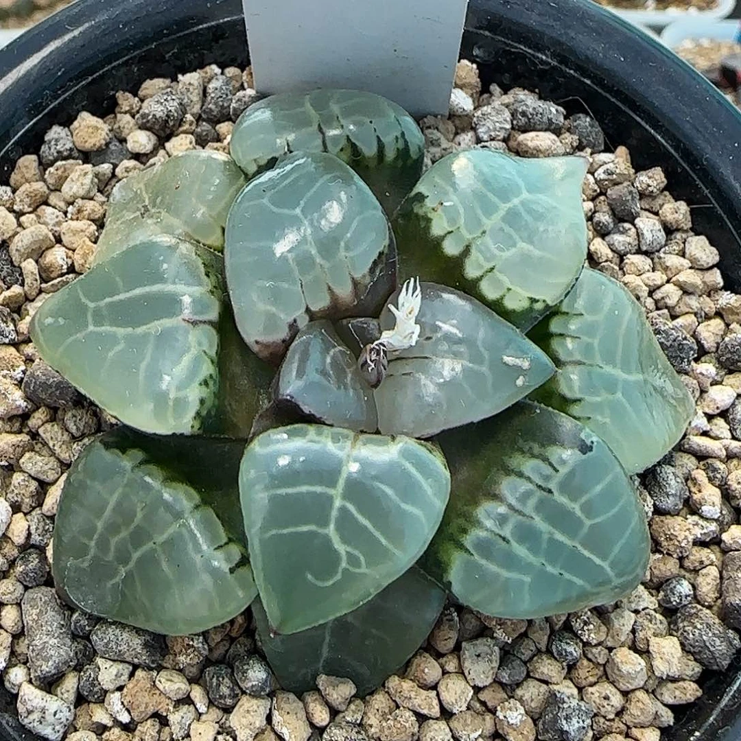 120号实生玻璃克一物一拍带盆土