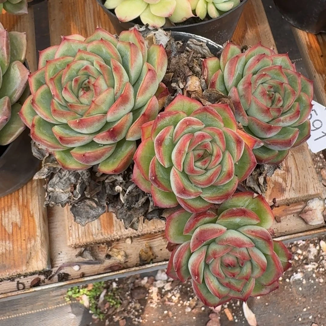 8591杂交多肉植物基地