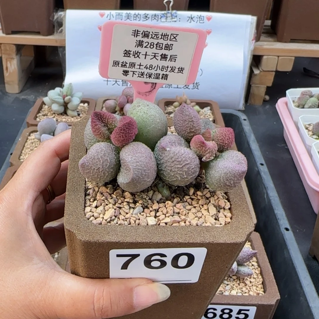 760水蜜桃多肉植物