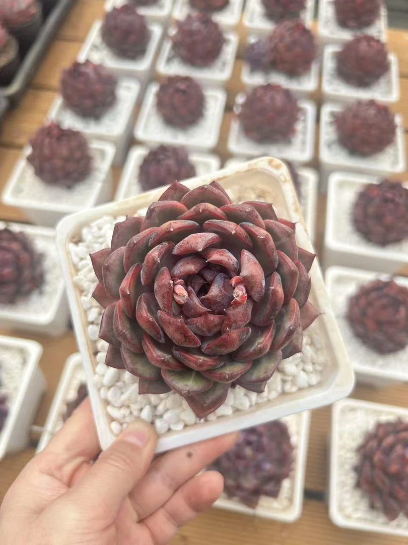 8#蓝莓多肉植物  前男友精品多肉