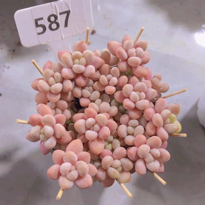 健健康康平平安安