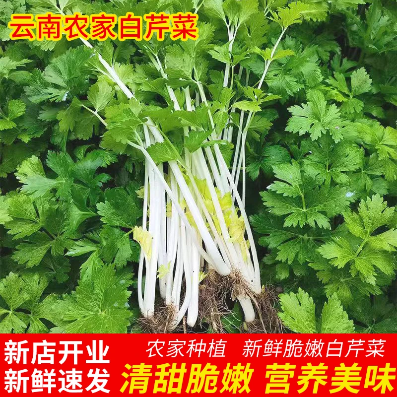 云南新鲜春天当季农家自种四季芹菜新鲜现挖现发新鲜白芹菜蔬菜