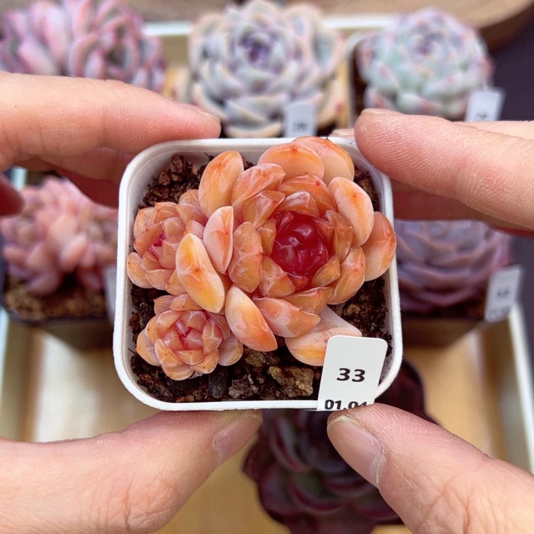 好好看33、哈哈哈哈