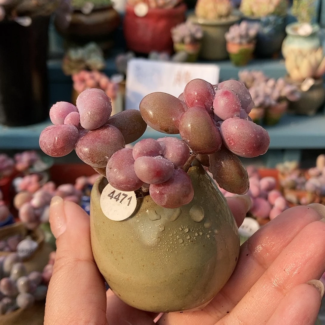 4471糖果腰子蛋带盆土