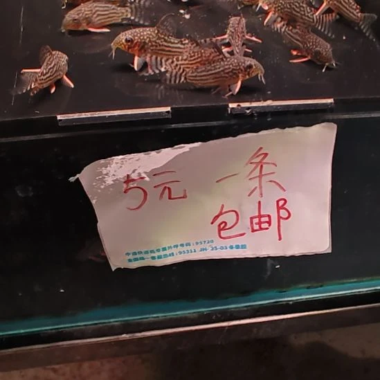 工具鱼金翅珍珠鼠3.0/3.5   1只中通