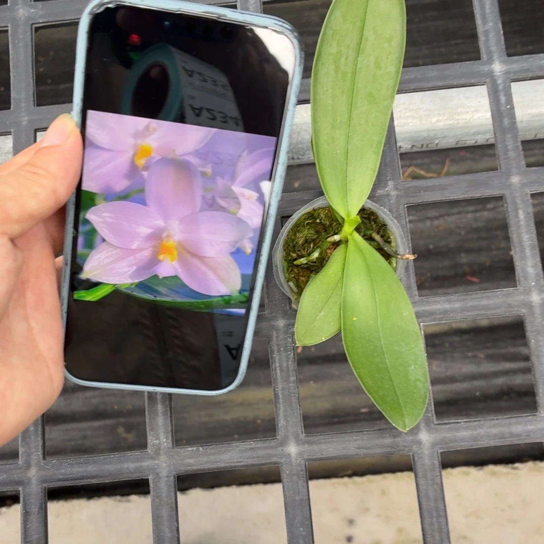 当前无花朵，栽培后可花朵A228极光