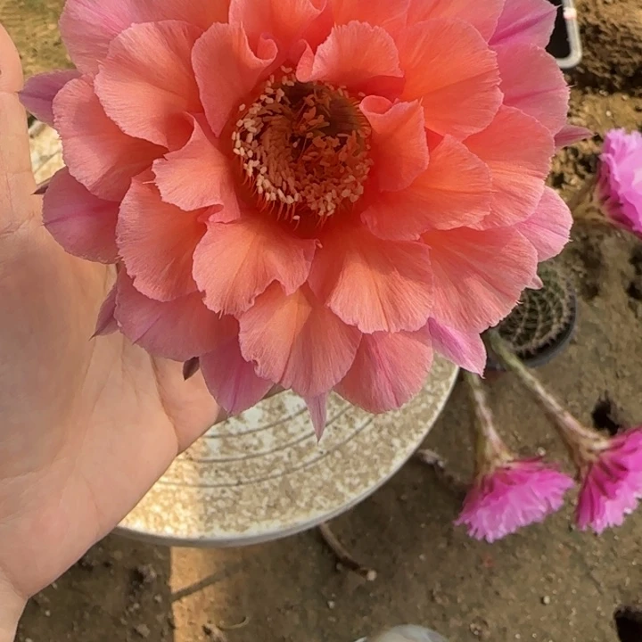 小***5仙人球带根彩草115
