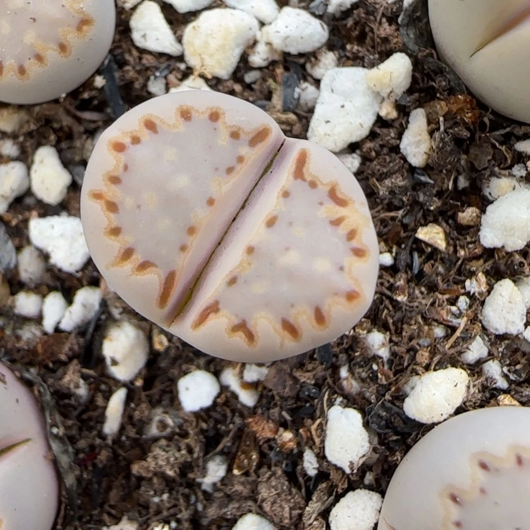 12.4.1621.015饼干.9086